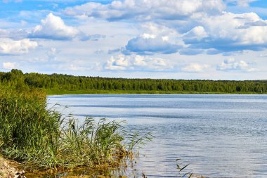Gökyüzü manzaralı, bulutlu, ormanlı göl ve kıyıda kamış manzaralı.