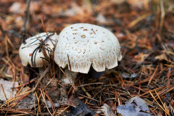 Aserrín Escamoso Neolentinus Lepideus Champiñón Destructor Tren Brotado Través Agujas — Foto de Stock