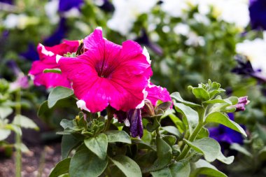 Çiçek tarhında çiçek açan pembe petunya. Yakın plan fotoğraf.