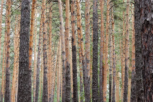 Trunks Pine Trees Early Summer Forest — Stock Photo, Image