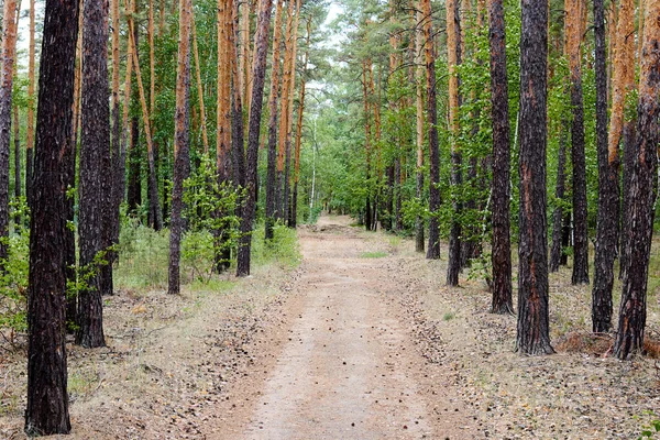 Country Road Summer Pine Forest Cloudy Weather Vertical Photo — Stock Photo, Image