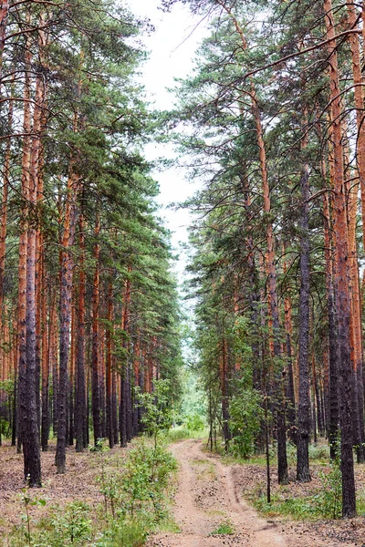 Country Road Summer Pine Forest Cloudy Weather Vertical Photo — Stock Photo, Image