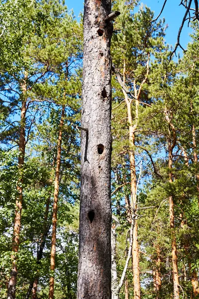 El tronco de un pino con un hueco — Foto de Stock