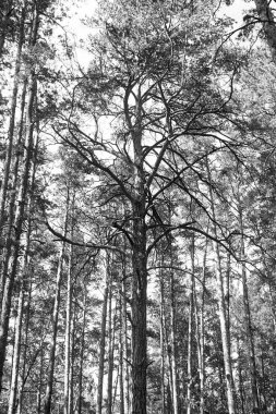 çam ormanı içinde güneşli gün
