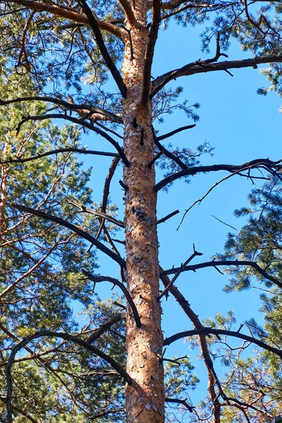 Tronco y ramas de un pino — Foto de Stock