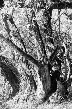 Eski bir söğüt ağacının siyah beyaz fotoğrafı