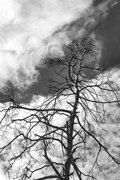 Ствол сухого дерева с ветвями на фоне неба с облаками — стоковое фото
