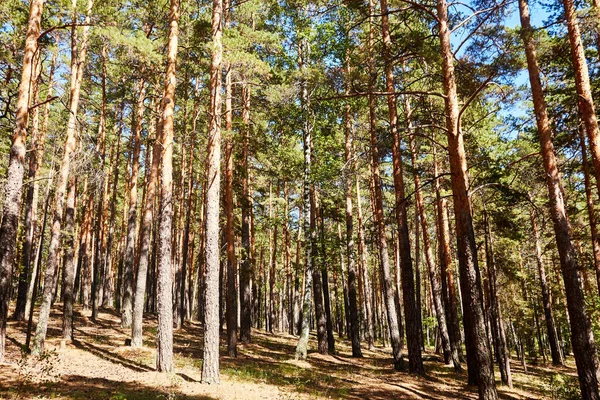 Paisaje forestal de un bosque de pinos creciendo en una ladera —  Fotos de Stock