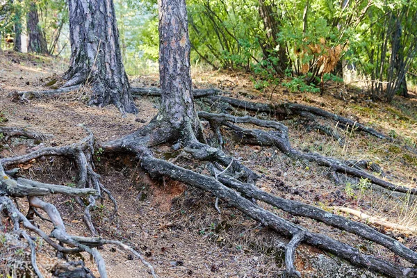 树根从地里伸出来 — 图库照片