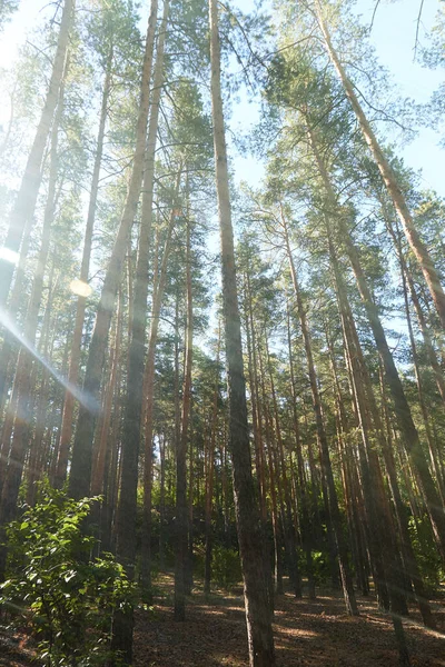 Soles rayos que rompen las ramas de los pinos — Foto de Stock