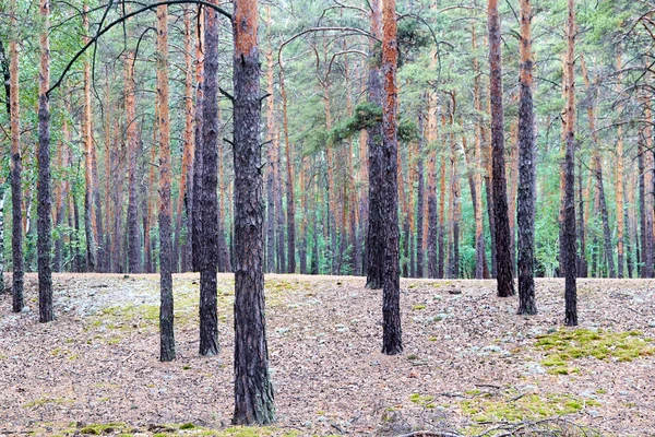 View of tree trunks in a pine forest — Stock Photo, Image