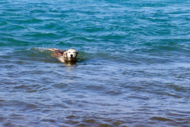 Nehirde yüzen Sibirya Husky köpeği. Yüksek kalite fotoğraf