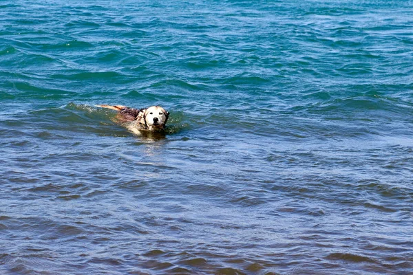 Perro Husky Siberiano Nadando Río Foto Alta Calidad — Foto de Stock