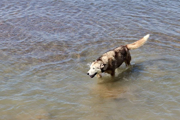 Sibiřský Husky Pes Plavající Řece Kvalitní Fotografie — Stock fotografie