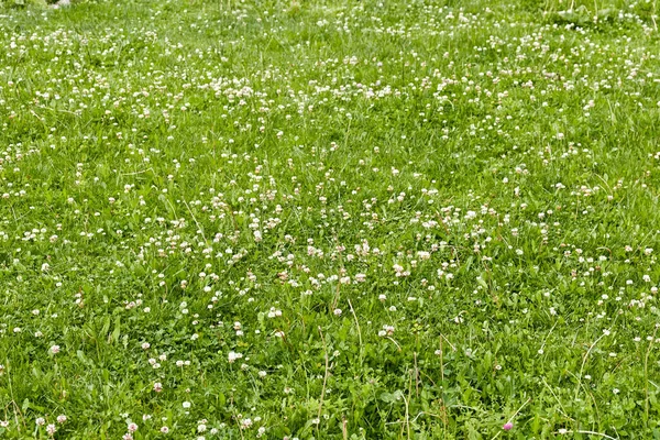 green lawn with white blooming clover flowers for background