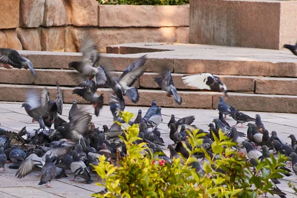 Alimentación Vuelo Palomas Plaza Ciudad Día Verano — Foto de Stock