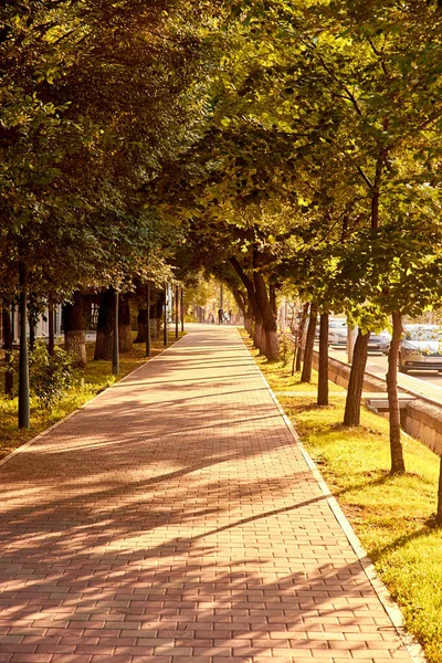 Günbatımında çimentodan kaldırımlar ve ağaçlarla kaplı kaldırımlar.