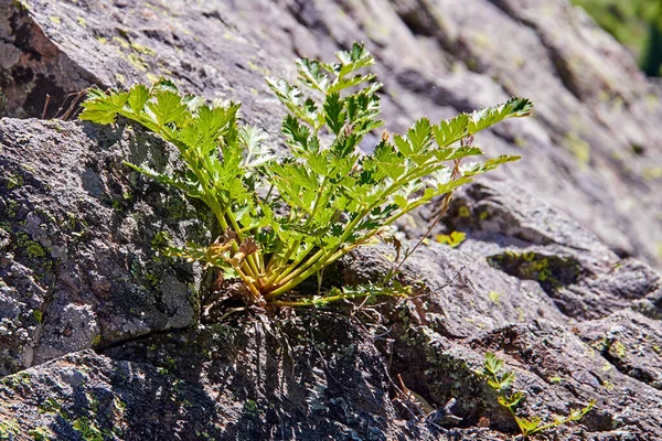 Una Flor Montaña Creciendo Una Grieta Roca Basalto —  Fotos de Stock