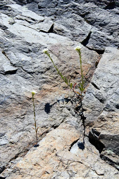 Una Flor Montaña Creciendo Una Grieta Roca Basalto —  Fotos de Stock