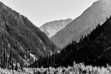 Güneşli yaz gününde köknar ağaçlarıyla kaplı göl ve dağların manzarası. Kazakistan 'daki Issyk Gölü' nün yatay fotoğrafı.
