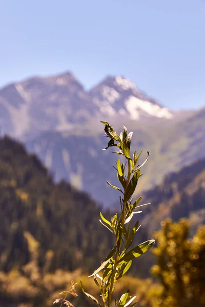 Una Flor Montaña Creciendo Una Grieta Roca Basalto Foto Vertical — Foto de Stock