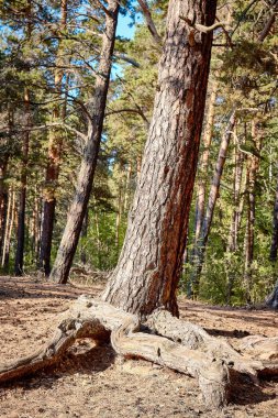 trunk of a pine tree in forest with roots coming out of the ground clipart