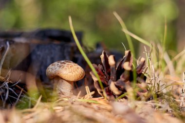 Çam kozalağının yanında büyüyen küçük mantar. seçili odak yatay fotoğrafı bulanık arkaplan