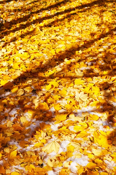 Feuilles Érable Jaune Tombées Ombres Arbres Dans Neige Fond Naturel — Photo