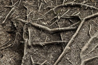 Topraktan sarkan ağaç köklerinden oluşan soyut bir zemin. Renkli fotoğraf