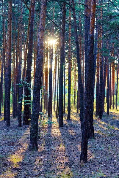 Солнечные Лучи Пробивающие Стволы Сосновых Деревьев Лесу — стоковое фото
