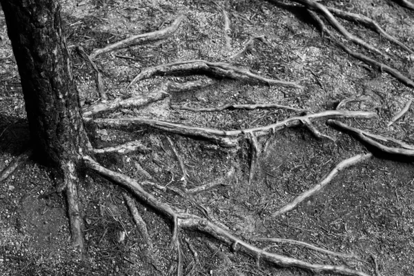 Trunk Tree Forest Roots Coming Out Ground Monochrome Photo — Stock Photo, Image