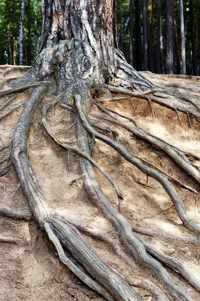 Ствол Сосны Лесу Корнями Выходящими Земли — стоковое фото