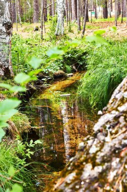 Yaz ormanında ördek yosunuyla kaplı bir derenin durgun suyu..