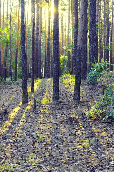 Promienie Słoneczne Przedzierające Się Przez Pnie Sosen Lesie — Zdjęcie stockowe
