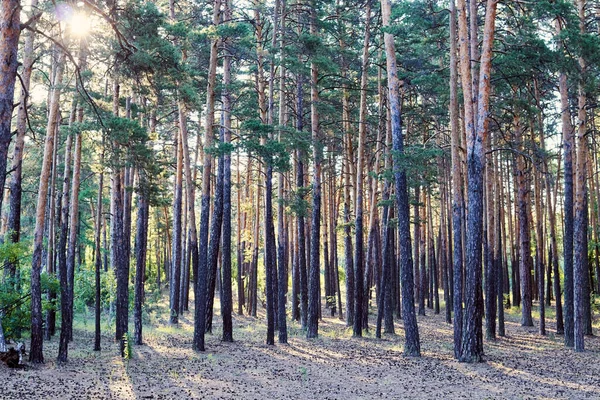 Rayos Del Sol Rompiendo Los Troncos Los Pinos Bosque —  Fotos de Stock