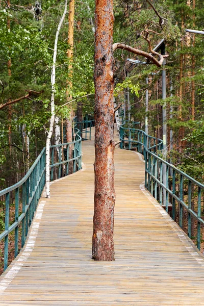 Pinho Crescendo Meio Trilhas Caminhada Ciclismo Floresta Com Cobertura Madeira — Fotografia de Stock