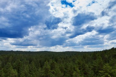 Çam ormanının üzerindeki dramatik fırtınalı bulutlu manzaranın panoramik görüntüsü