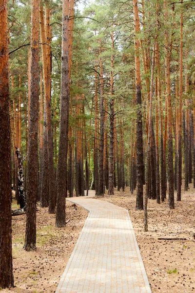 Empty Paved Walking Path Summer Forest — Stock Photo, Image