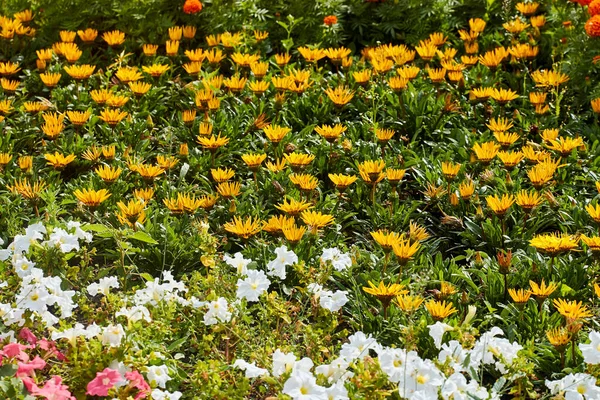 Blumenbeet an einem sonnigen Sommertag — Stockfoto