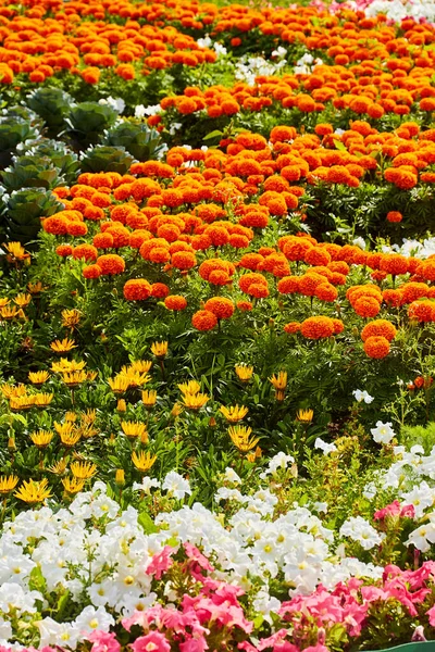 Łóżko kwiatowe w słoneczny letni dzień — Zdjęcie stockowe