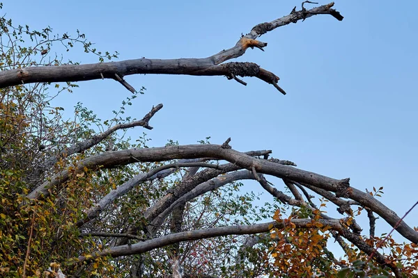 Äste Eines Trockenen Baumes Ragen Zwischen Gras Hervor — Stockfoto