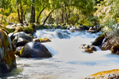 Ağaçlar ve taşlar arasında akan dağlık nehrin odaksız fotoğrafı.
