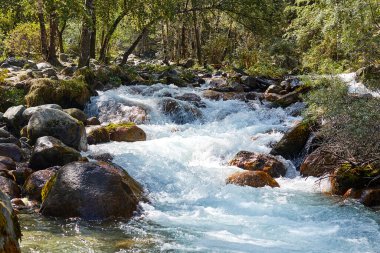 Ağaçların ve taşların arasında akan dağ nehri