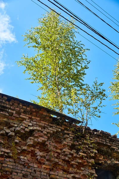 Terk Edilmiş Tuğla Bir Binanın Çatısında Huş Ağaçları Büyüyor — Stok fotoğraf