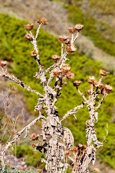 Cardos secos en la ladera de la montaña. hierbas medicinales. —  Fotos de Stock