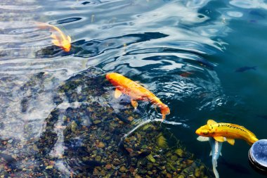 Şehrin göletinde yüzen süs balığı.
