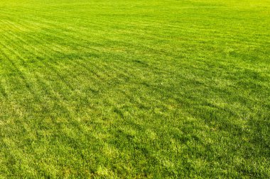 Çim biçme makinesi tarafından bırakılmış çizgili çimenler. soyut arkaplan