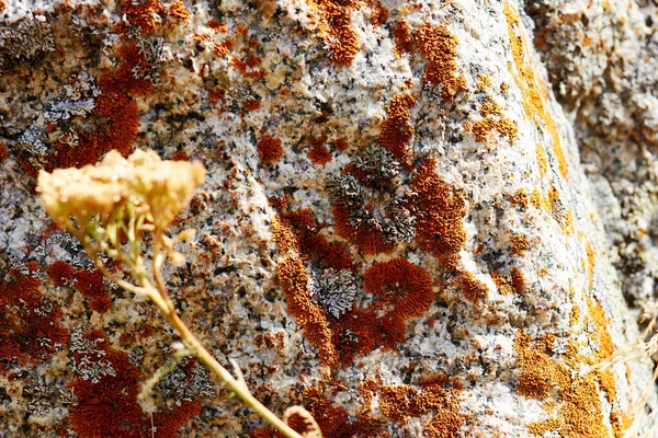 Brown Moss Lichen Growing Surface Stone Natural Pattern Selective Focus —  Fotos de Stock