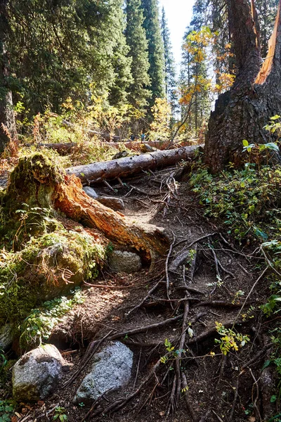 Landscape Mountaine Trail Forest Fallen Tree Tree Roots Sticking Out — Fotografia de Stock