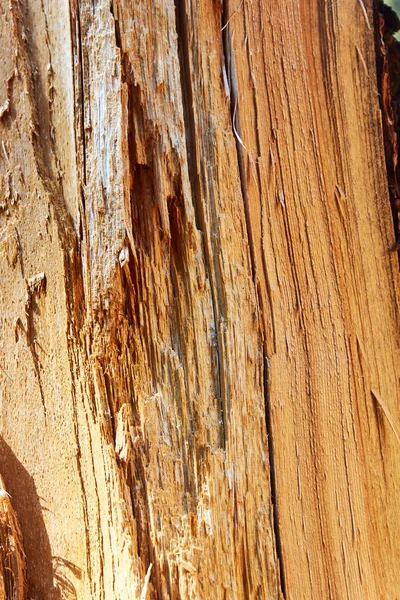 Текстура Розбитого Стовбура Дерева Абстрактний Фон — стокове фото